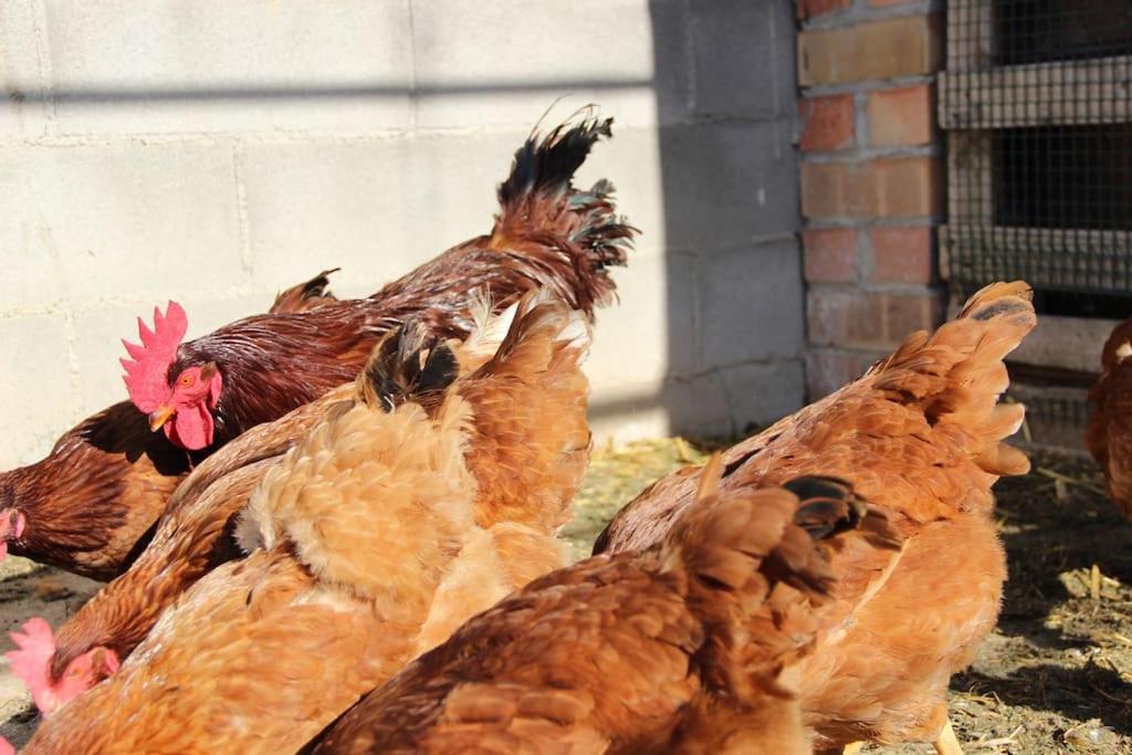 Casa Rural Espasa 에스풀가델프란콜리 외부 사진